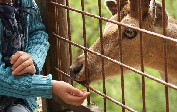 cocuk-hayvanat cocuk-hayvanat